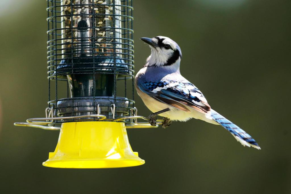 As the garden winds down, time to care for winter-prepping birds