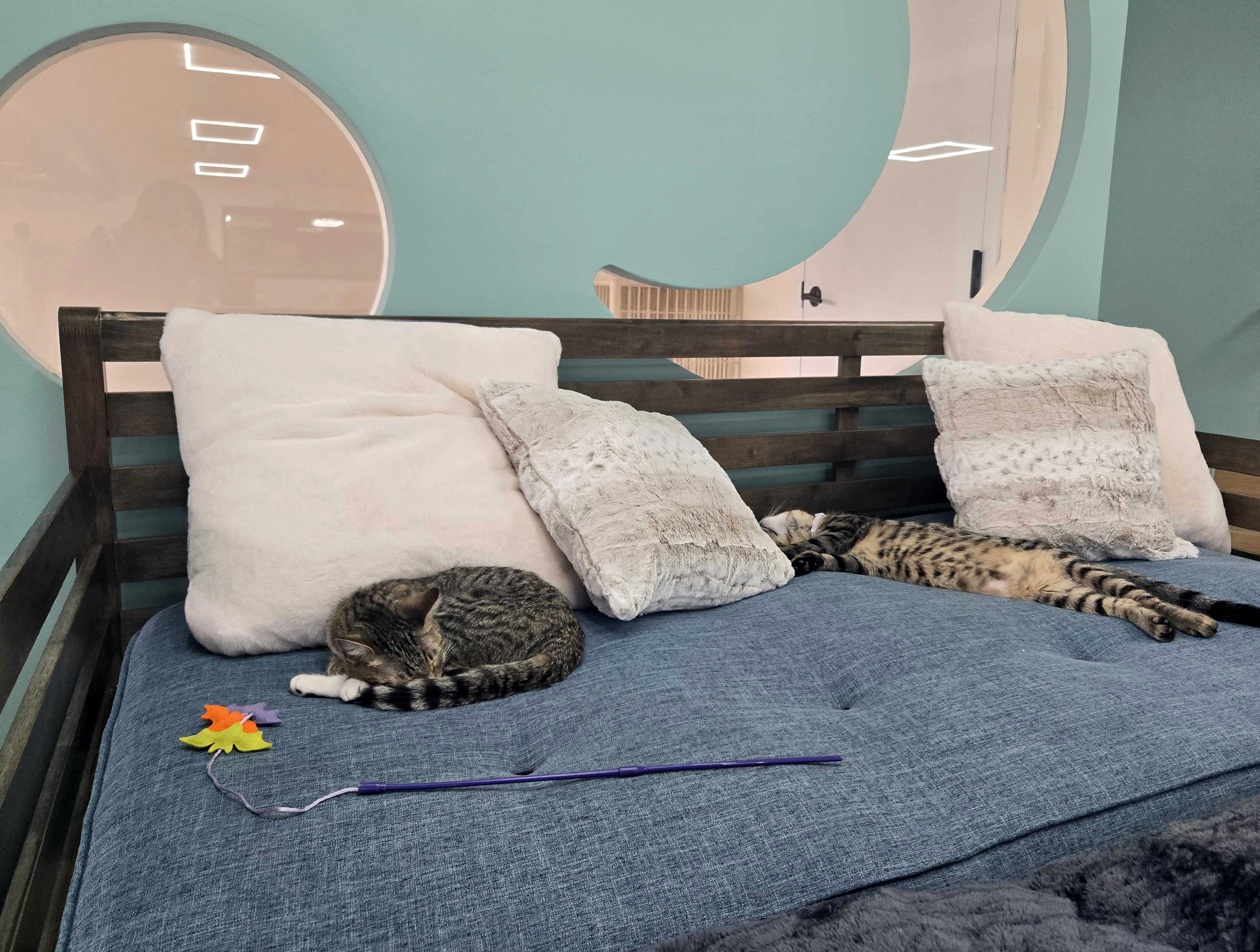 The cats have spaces to hide, lay and play all...