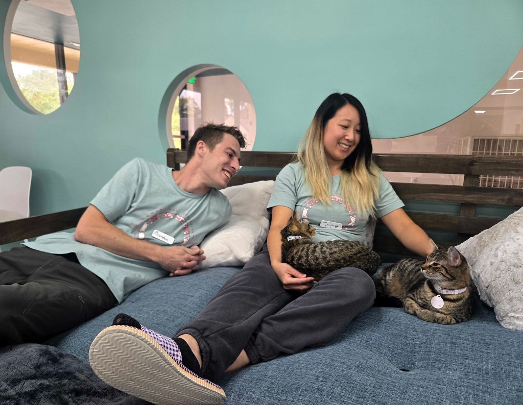 At Howard’s first cat cafe, mingle with kittens while enjoying Taiwanese treats
