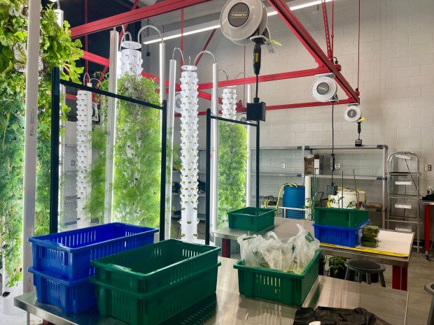 The Rich Township High School botany and horticulture lab includes towers of plants students tend to including lettuce, mustard greens and dill. (Olivia Stevens/Daily Southtown)