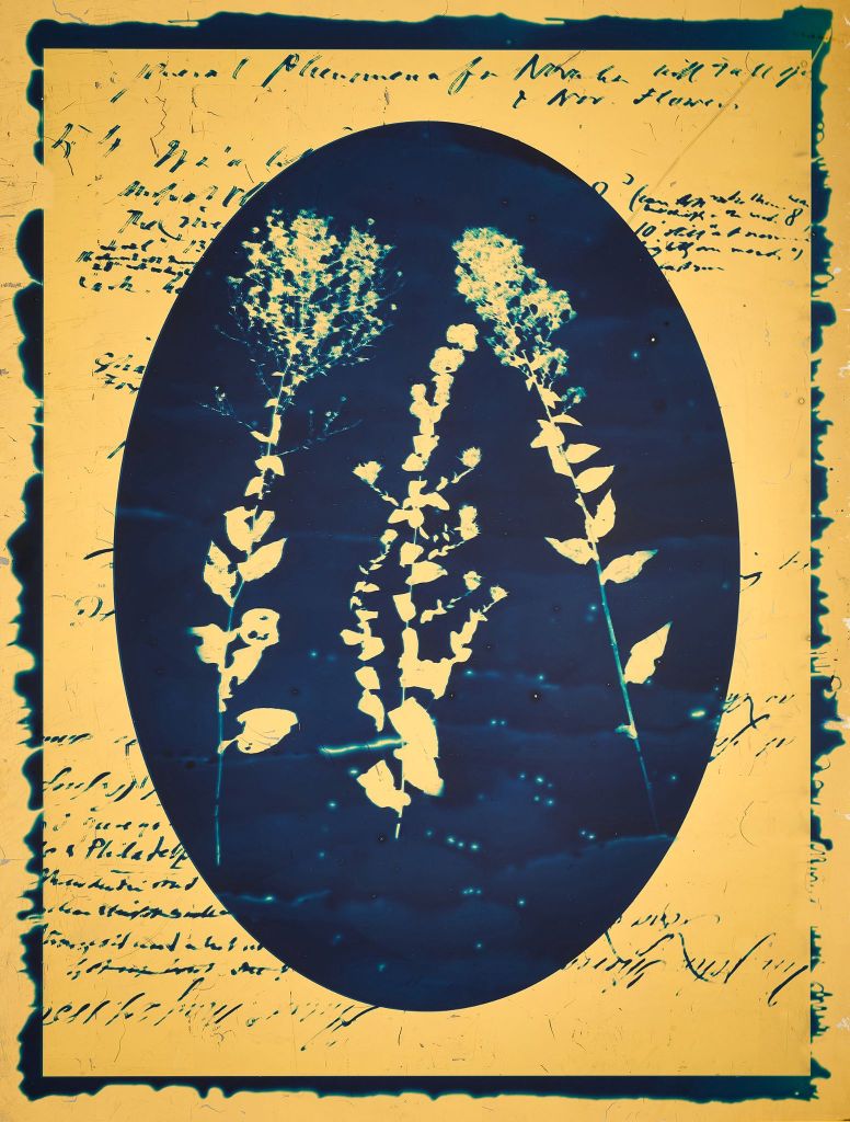Leah Sobsey, "The Fall of the Leaf." Wavy Leaf Aster, cyanotype on glass with 23K gold. Photo courtesy of The Gregg Museum of Art. 