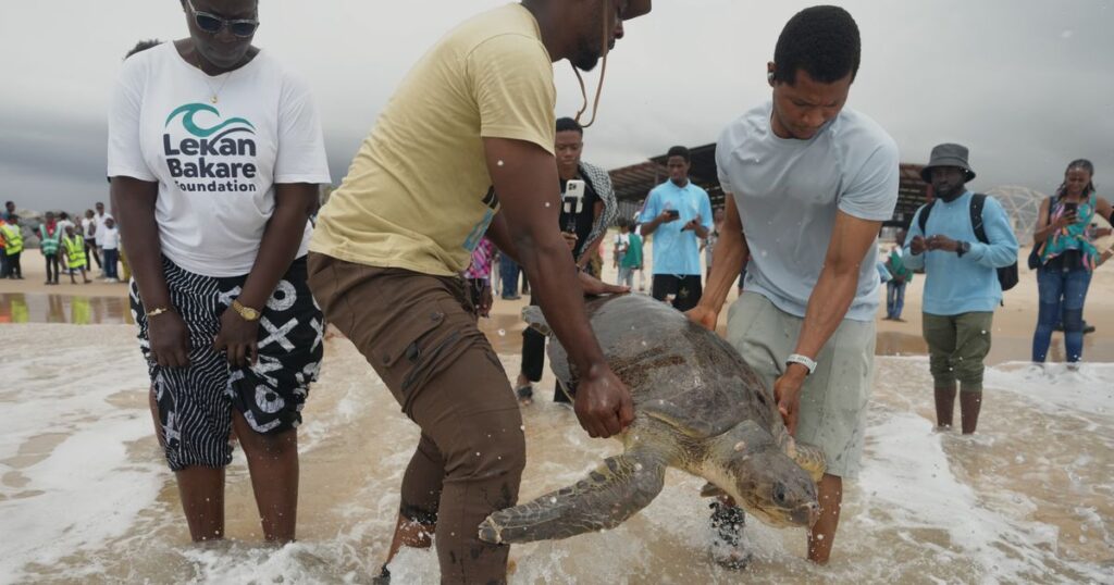 Conservation group rescues sea turtles caught in nets at Nigerian coastal city and rewards fishermen