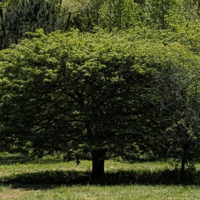 See the new Alabama Champion Tree at Red Mountain Park