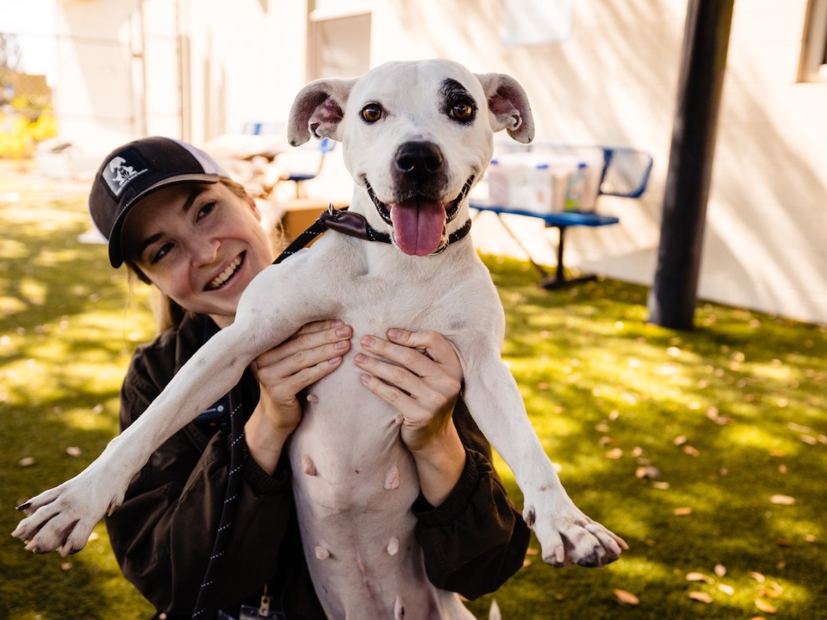 Orange County Animal Services pushes to revise 20-year-old pet policies