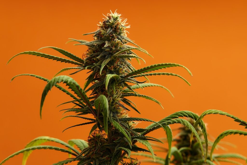 Marijuana amendment group confident it'll make 2026 Florida ballot