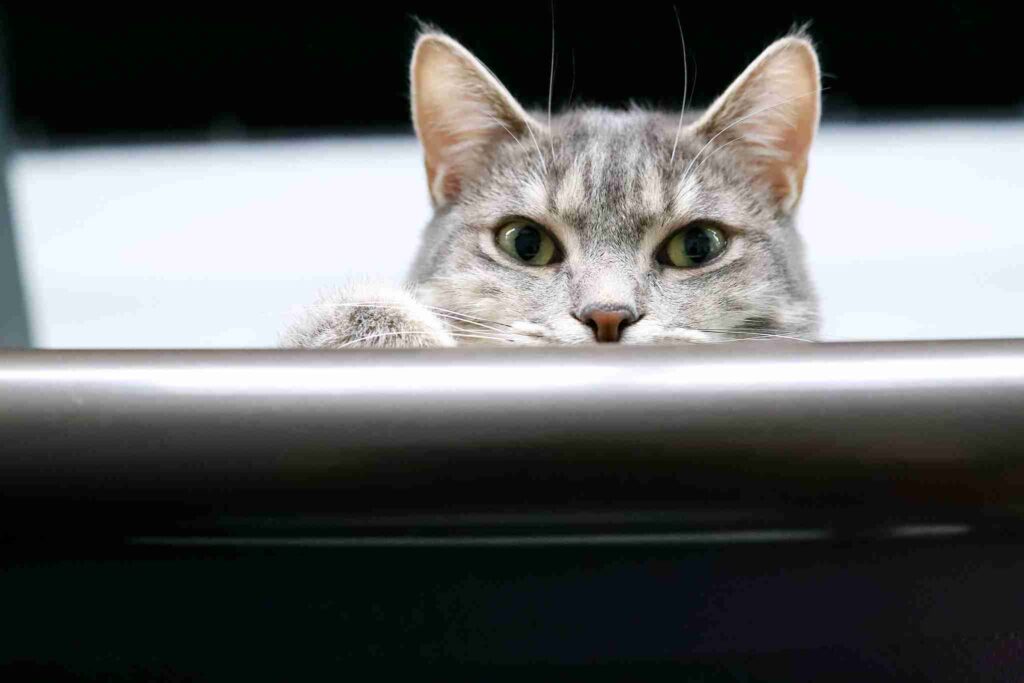 Tail Town Cat Cafe Celebrates L.A.’s Most Famous Cat – Room 8 – with Documentary Screening and Book Discussion  