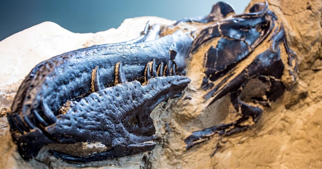 The case of the tiny Tyrannosaurus might have been cracked