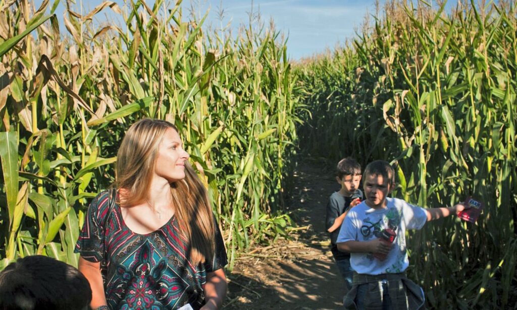 The Corn Maize on Sauvie Island