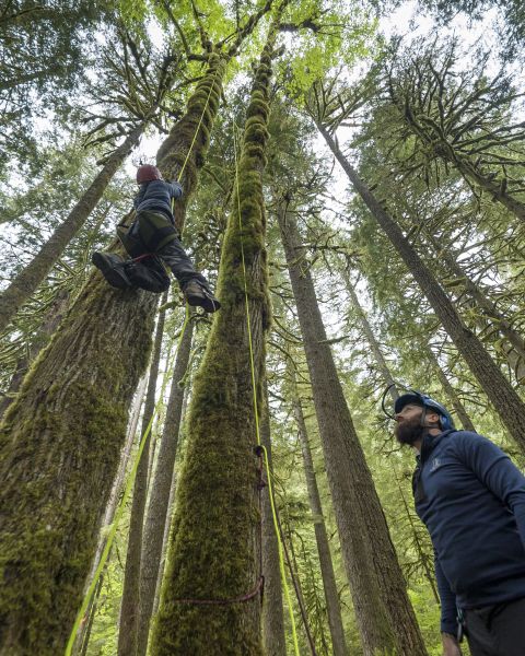 A climber descends from a tree while another person watches.