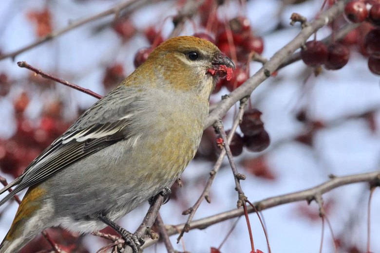Pine grosbeak