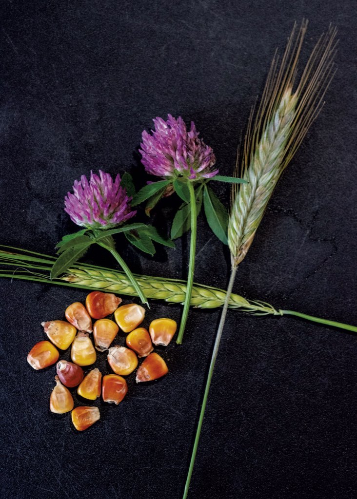 Corn, barley, clover and rye, some of the ingredients grown at High Drive Distillery