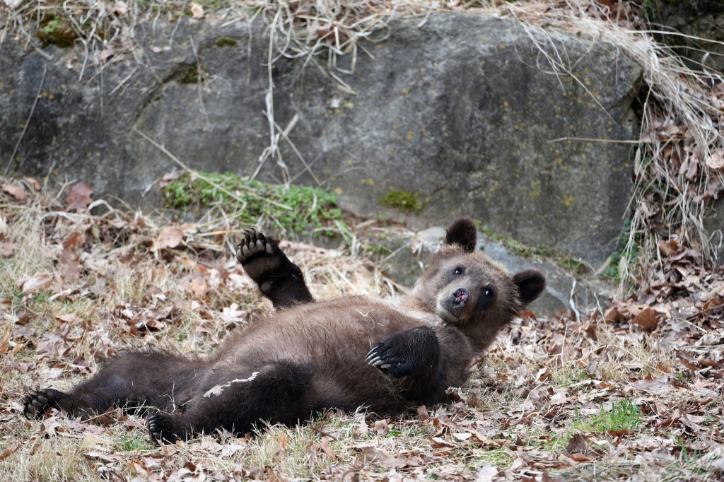 Maryland AG says Trump admin will ‘weaken protections’ for endangered species