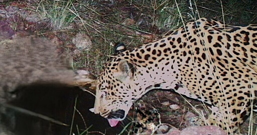 A new jaguar spotted in Arizona points to progress in the endangered species’ recovery