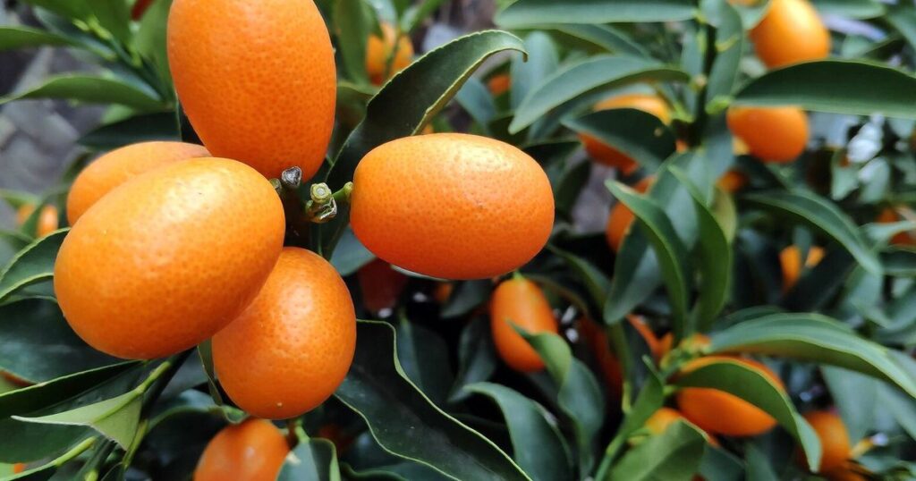 How to grow citrus plants in your garden for sweet success