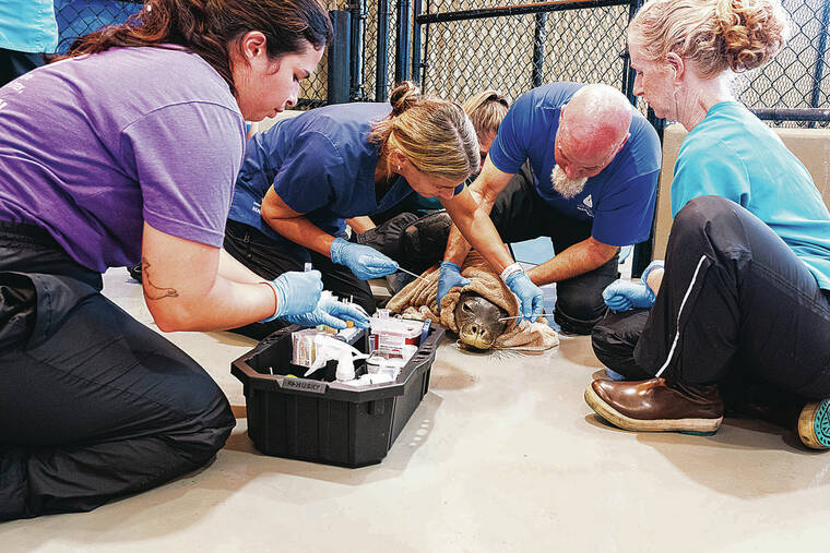 Monk seal hospital begins vaccine trial for bird flu in pups