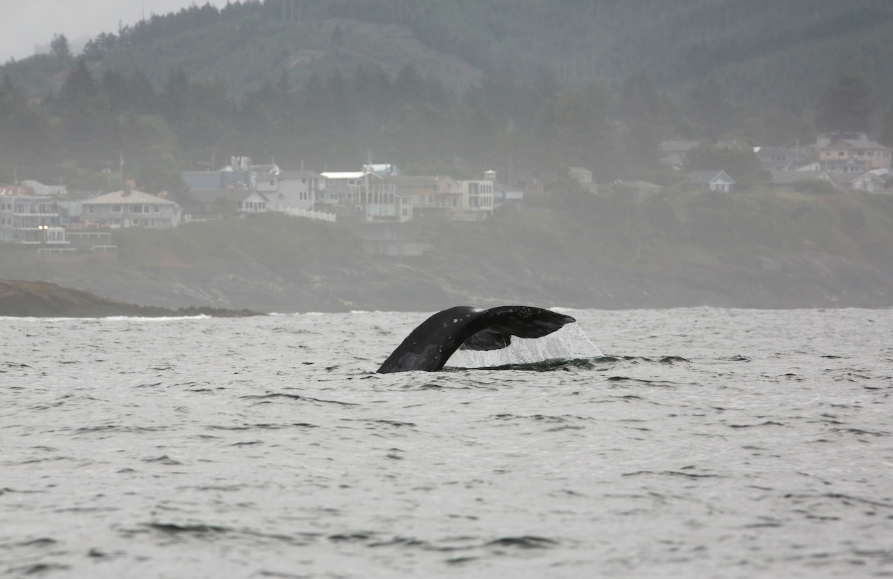 Depoe Bay Whale Watching Tour