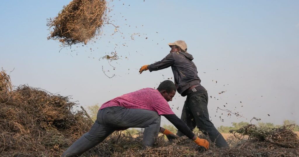 Young Africans find hope in farming as urban life becomes too expensive