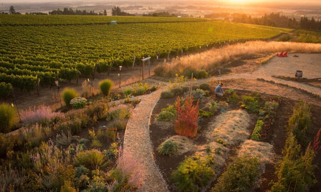Sip and Savor Willamette Wine Country