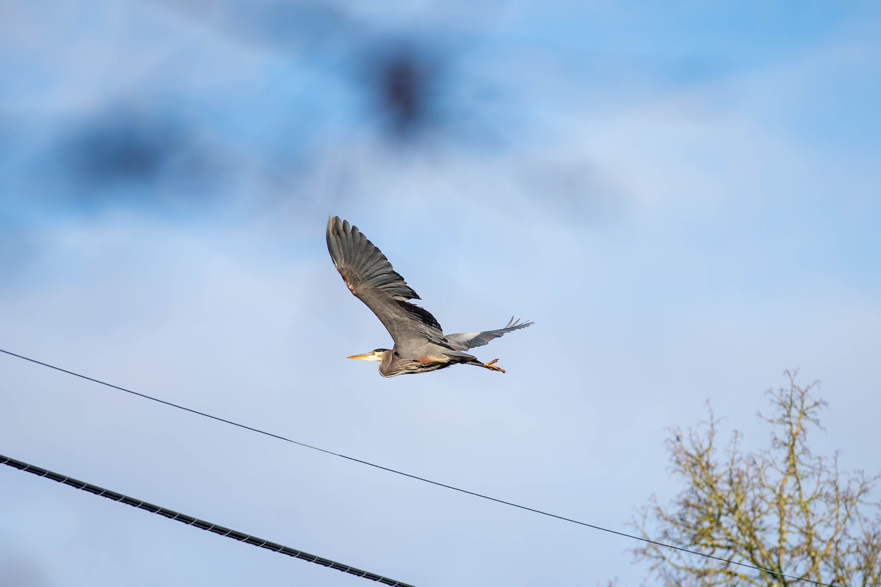 Portland Christmas Bird Count