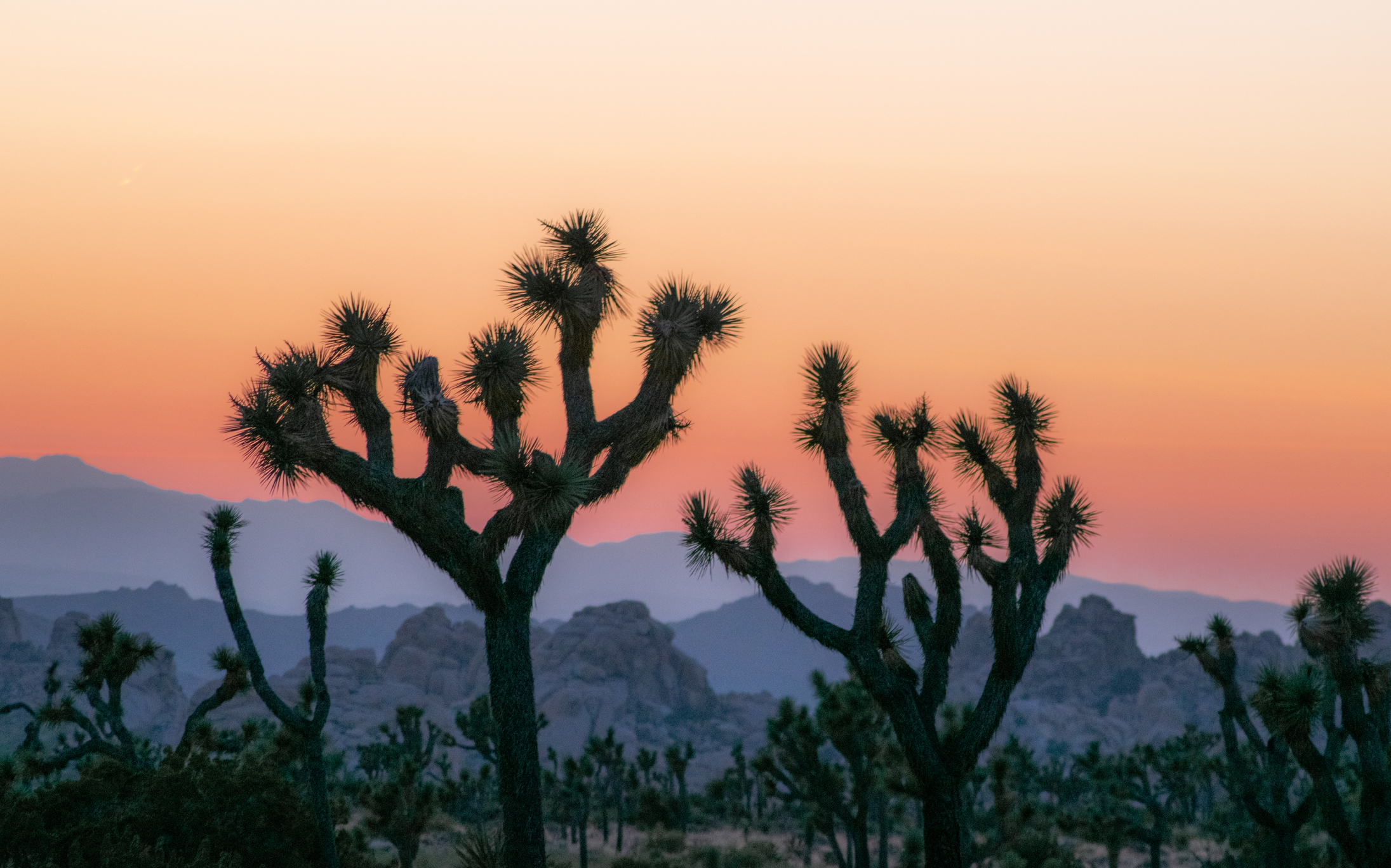Joshua Tree National Park offers spectacular hikes and vistas in...
