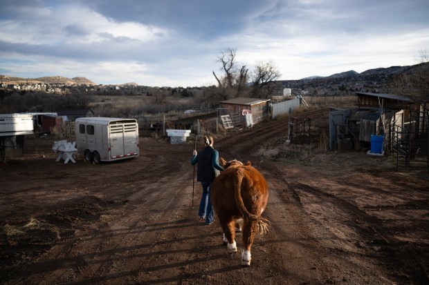 4-H student Grace Kennedy, 17, leads her one-year-old steer, Quinn, around the property as training for being shown at the National Western Stock Show next month, on Wednesday, Dec. 10, 2025, in Morrison, Colo. (Photo by Timothy Hurst/The Denver Post)