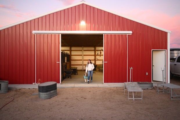 Zemery Weber, 14, leads her goat, Nemo, outside of the barn at her mother's home near Gill, Colo., on Dec. 15, 2025. Weber plans to show the goats at the National Western Stock Show. (Photo by RJ Sangosti/The Denver Post)