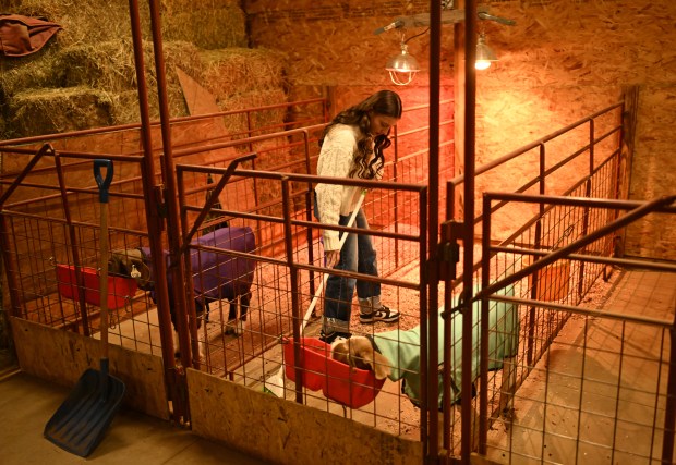 Zemery Weber, 14, cleans the pens for her goats, Theo, left, and Nemo, in a barn at her mother's home near Gill, Colo., on Dec. 15, 2025. (Photo by RJ Sangosti/The Denver Post)