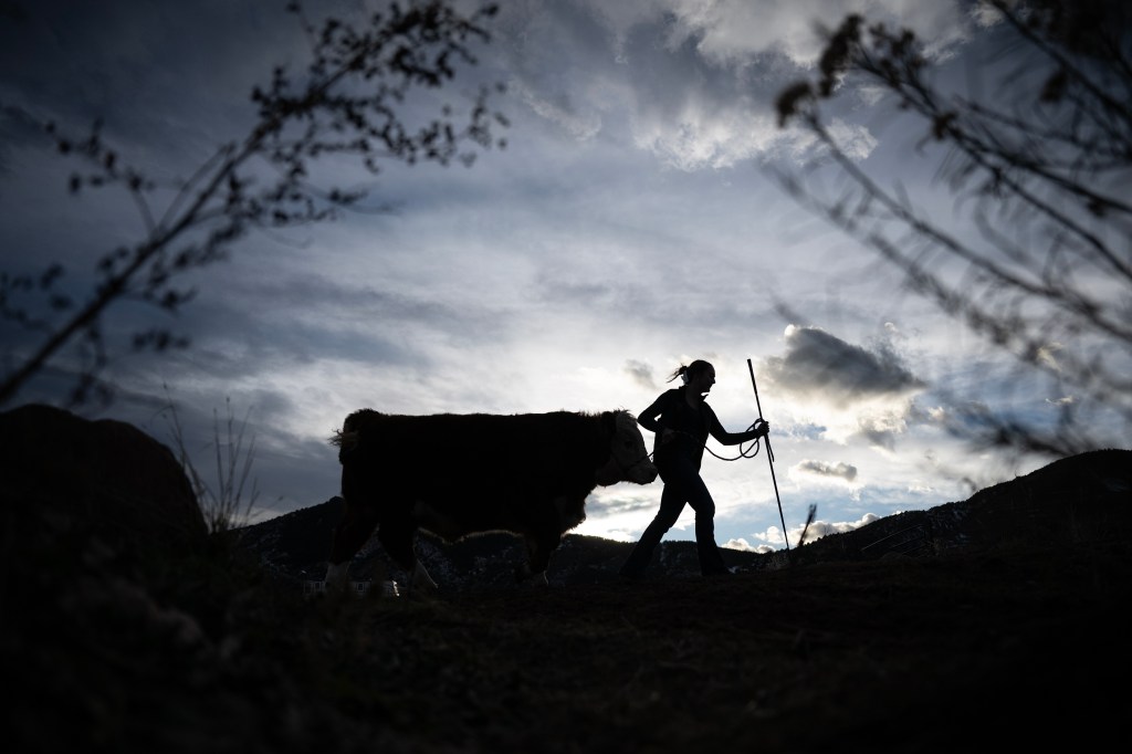 At National Western Stock Show, Colorado 4-H teens hope to make sales