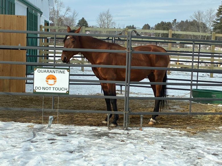 Windham horse shelter welcomes 4 new rescues from New York