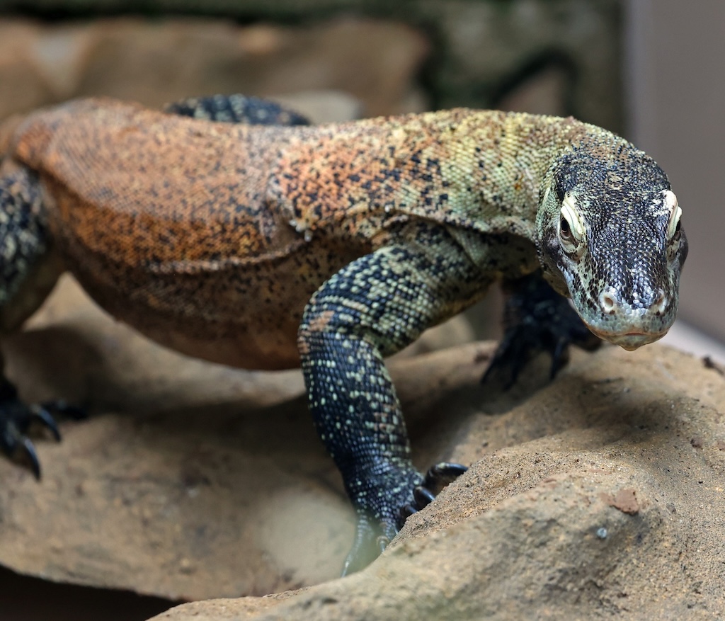 7 Reasons the Little Rock Zoo Remains a Family Favorite