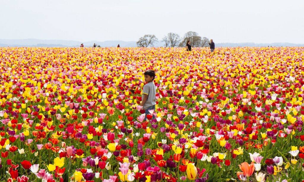 Wooden Shoe Tulip Festival | The Official Guide to Portland
