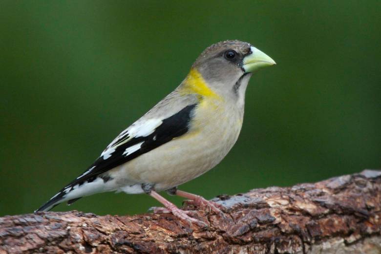 Why are you seeing more evening grosbeaks this winter?
