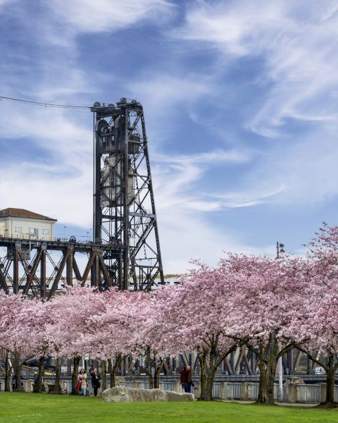 cherry blossoms burst from the trees with a bridge, blue sky and wisps of clouds above