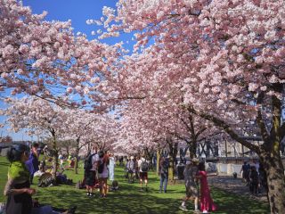 people standing beneath cherry blossoms