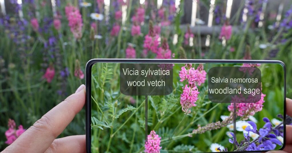 Using plant identification phone apps properly