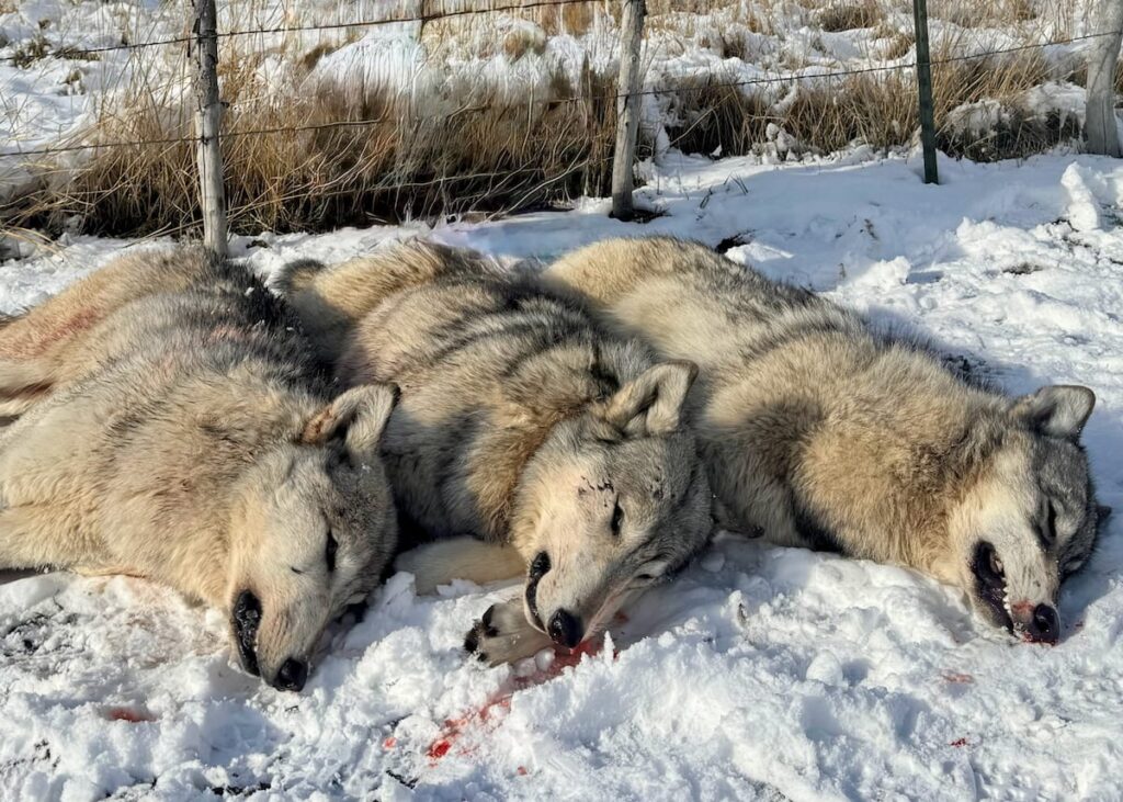 Utah officials kill three wolves in Cache County