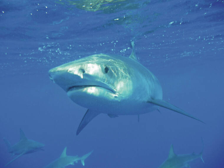 ‘Sharktober’ is real: UH study confirms shark bites do increase in October