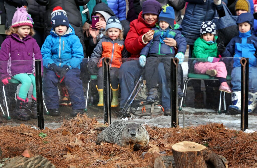 Livestream: Ms. G, Massachusetts’ official groundhog, to make annual prediction