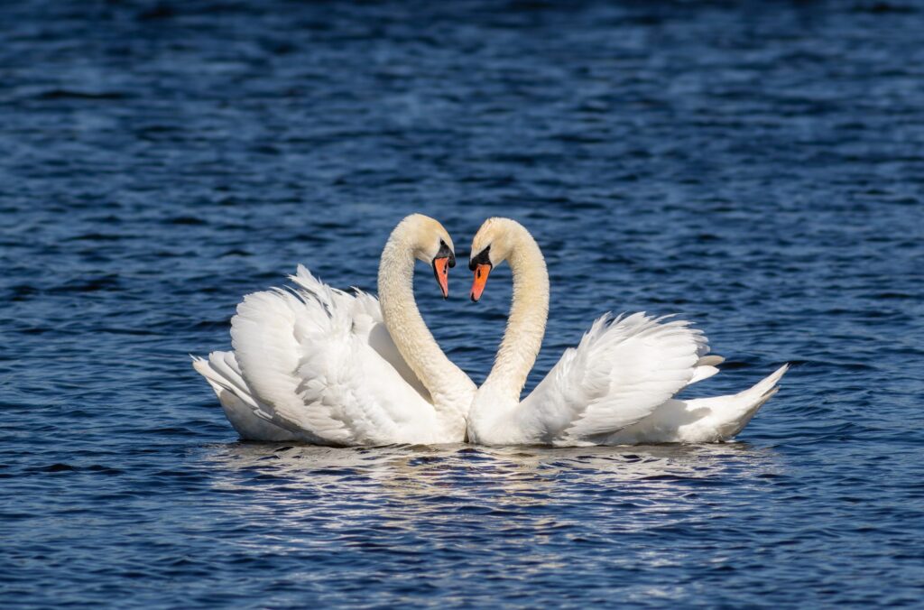 We want your love (and hate) letters to Orlando