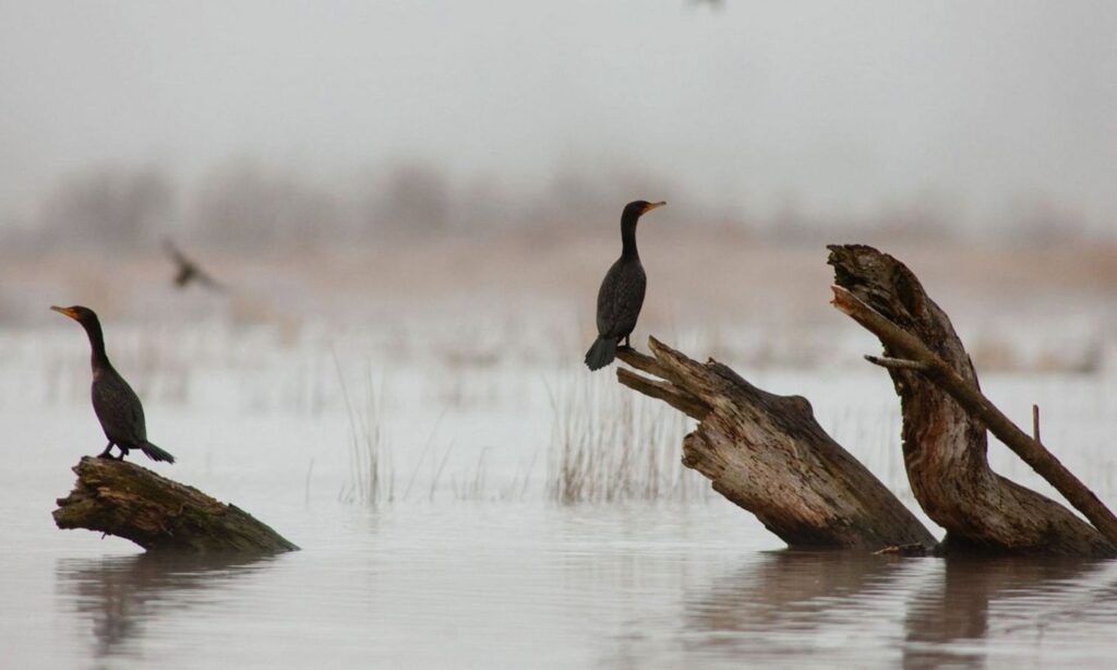 Bird-Watching in Portland | The Official Guide to Portland