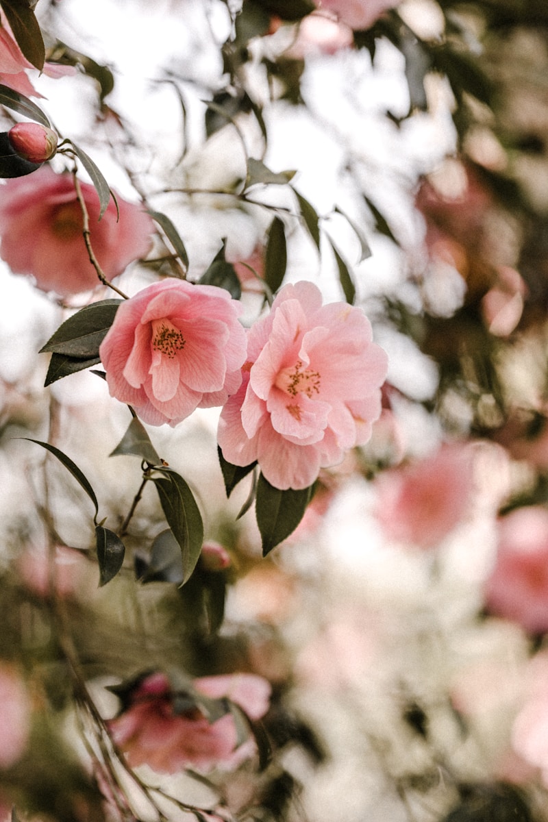 5 surprising Alabamians you should know—check out this new exhibit 5 pink flowers in tilt shift lens