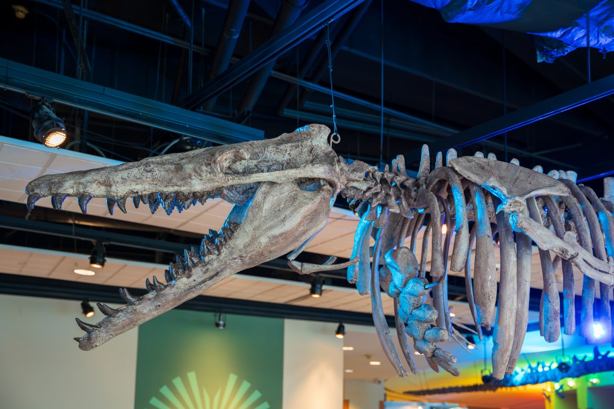McWane Science Center, Basilosaurus exhibit