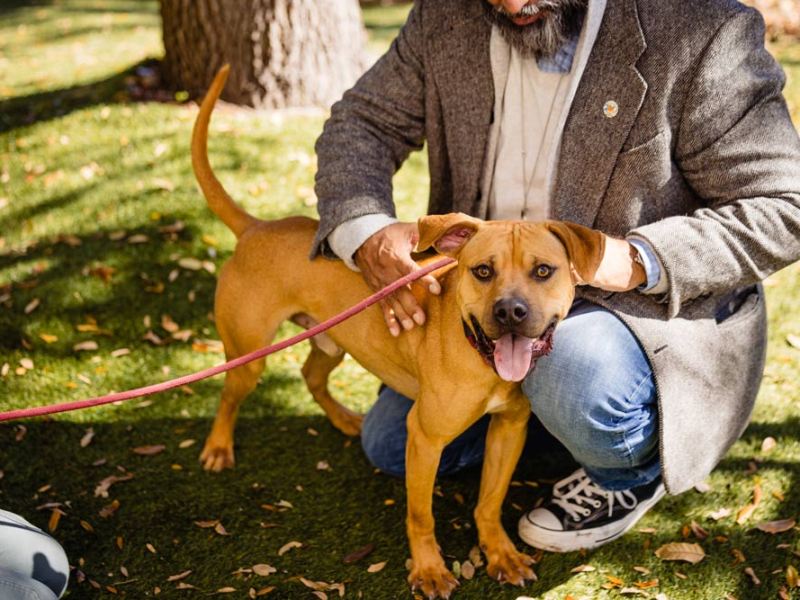 Adoptable dog Azazel likes long walks around the lake and chewing on some toys in the yard