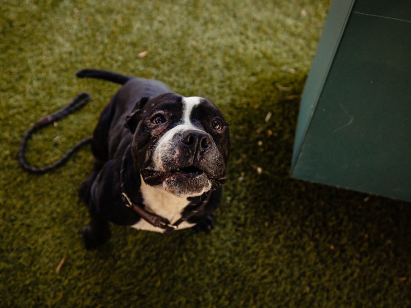 Meet sweet senior dog Don Jon at Orange County Animal Services