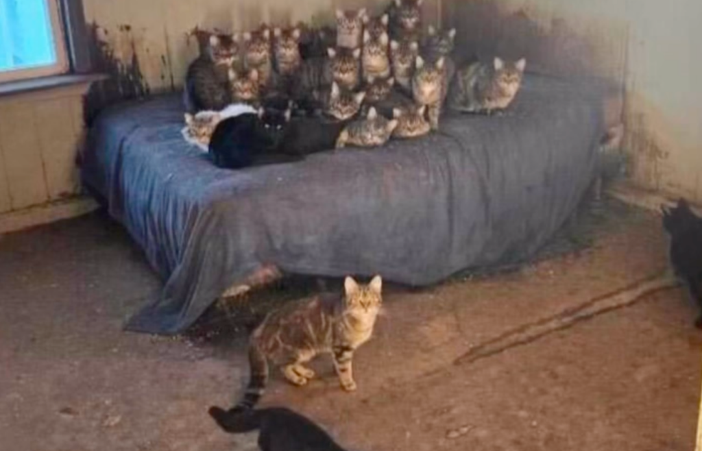 Nearly 100 cats rescued from Rhode Island hoarding situation