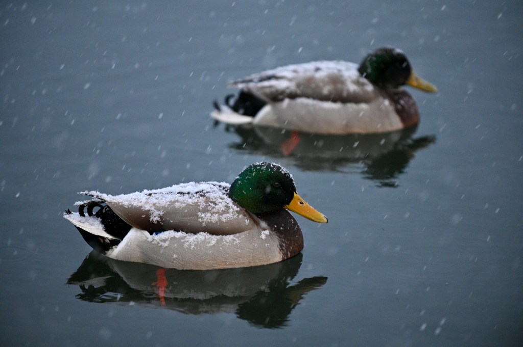 Maryland snowfall measurements from Feb. 22-23 storm