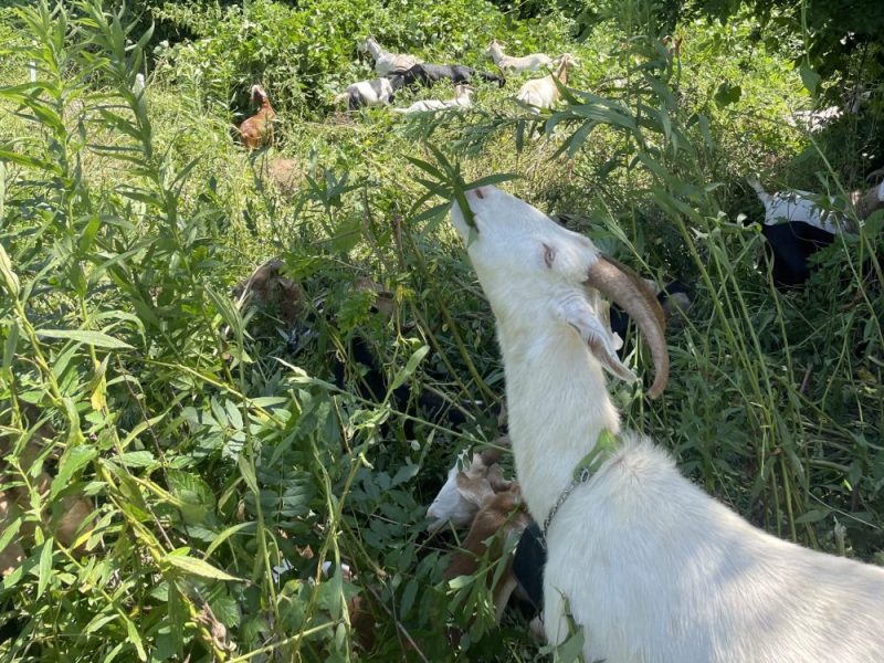 Reclaiming Durham’s “Paper Streets”—With Help from Goats