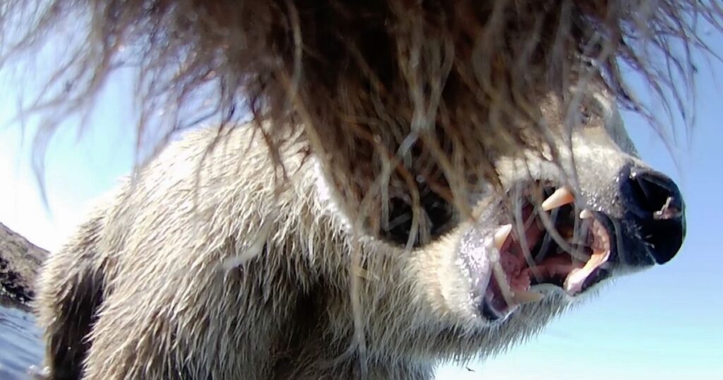 Collar cams offer a bear’s eye view into the lives of grizzlies on Alaska’s desolate North Slope