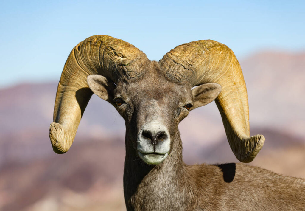 A bighorn sheep at Hemenway Valley Park in Boulder City, Nev., Monday, Nov. 4, 2024. (Rachel As ...
