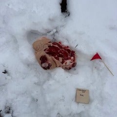 Police investigating after piece of a pig turns up in Newton park